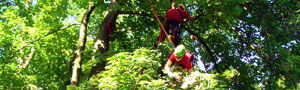Interne Seite: Aareufer Bremgartenwald