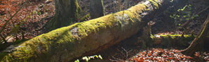 Interne Seite: Aareufer Bremgartenwald