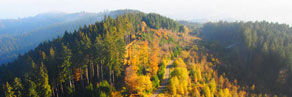 Interne Seite: Wald der Gemeinde Grüenholz
