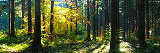 Interne Seite: Forstbetrieb Waldfit