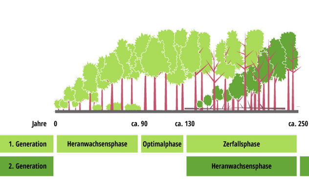 us1_abb.1_grobentw.jpg