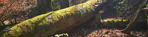 Interne Seite: Aareufer Bremgartenwald